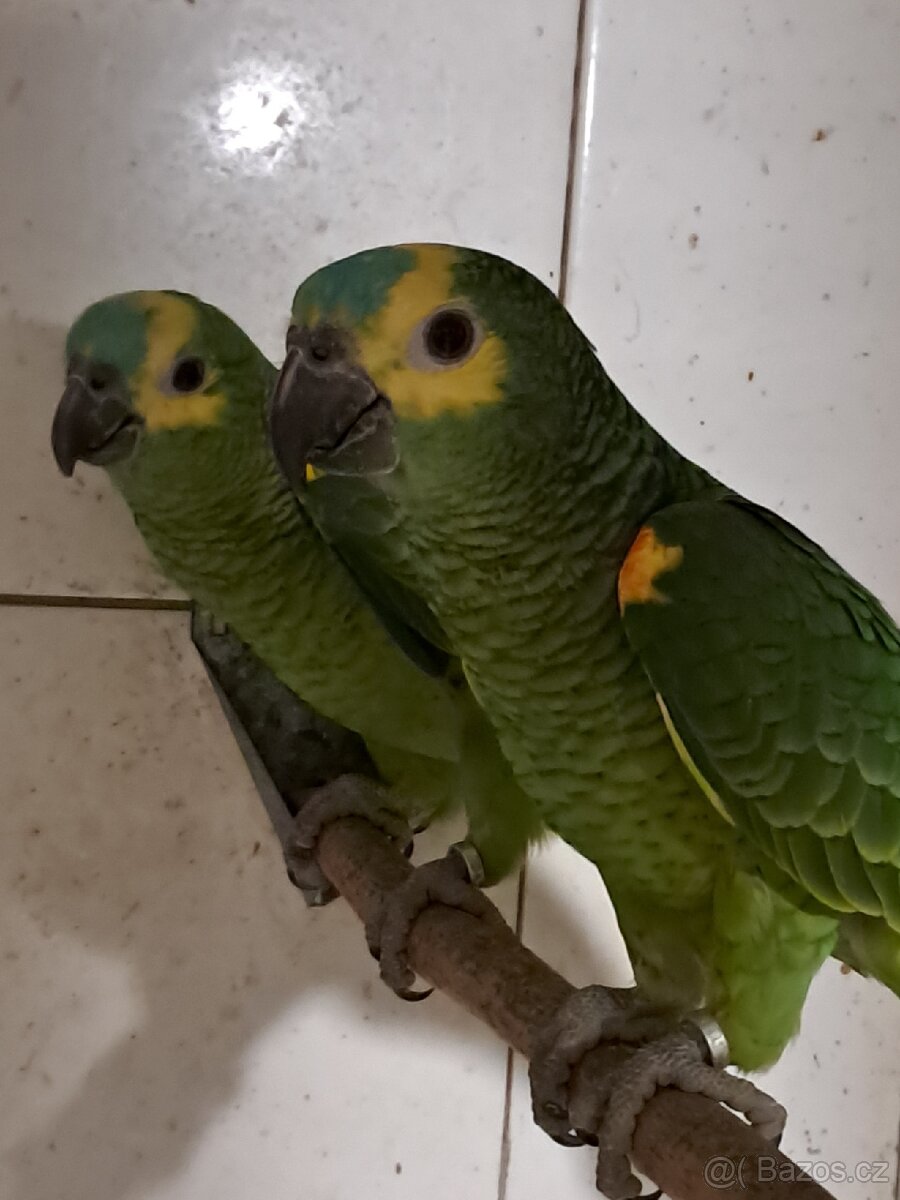 Amazoňan modročelý - 2