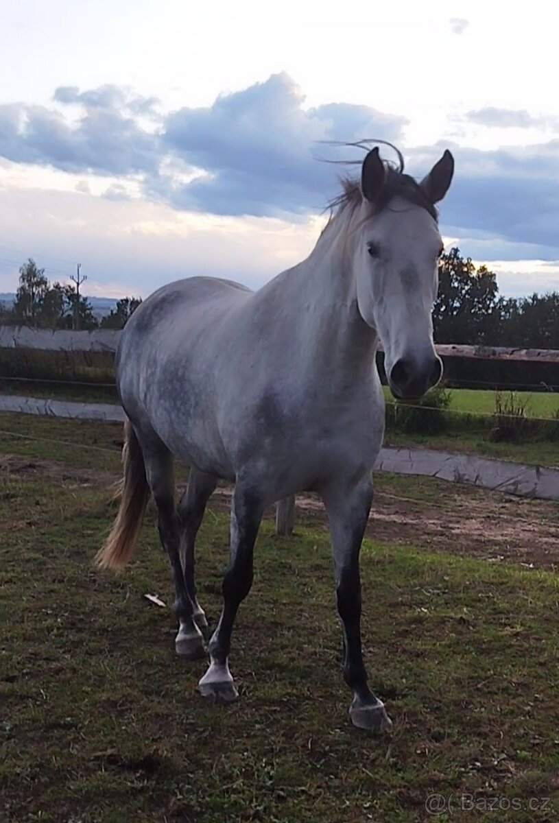 Lusitano kobyla - 2