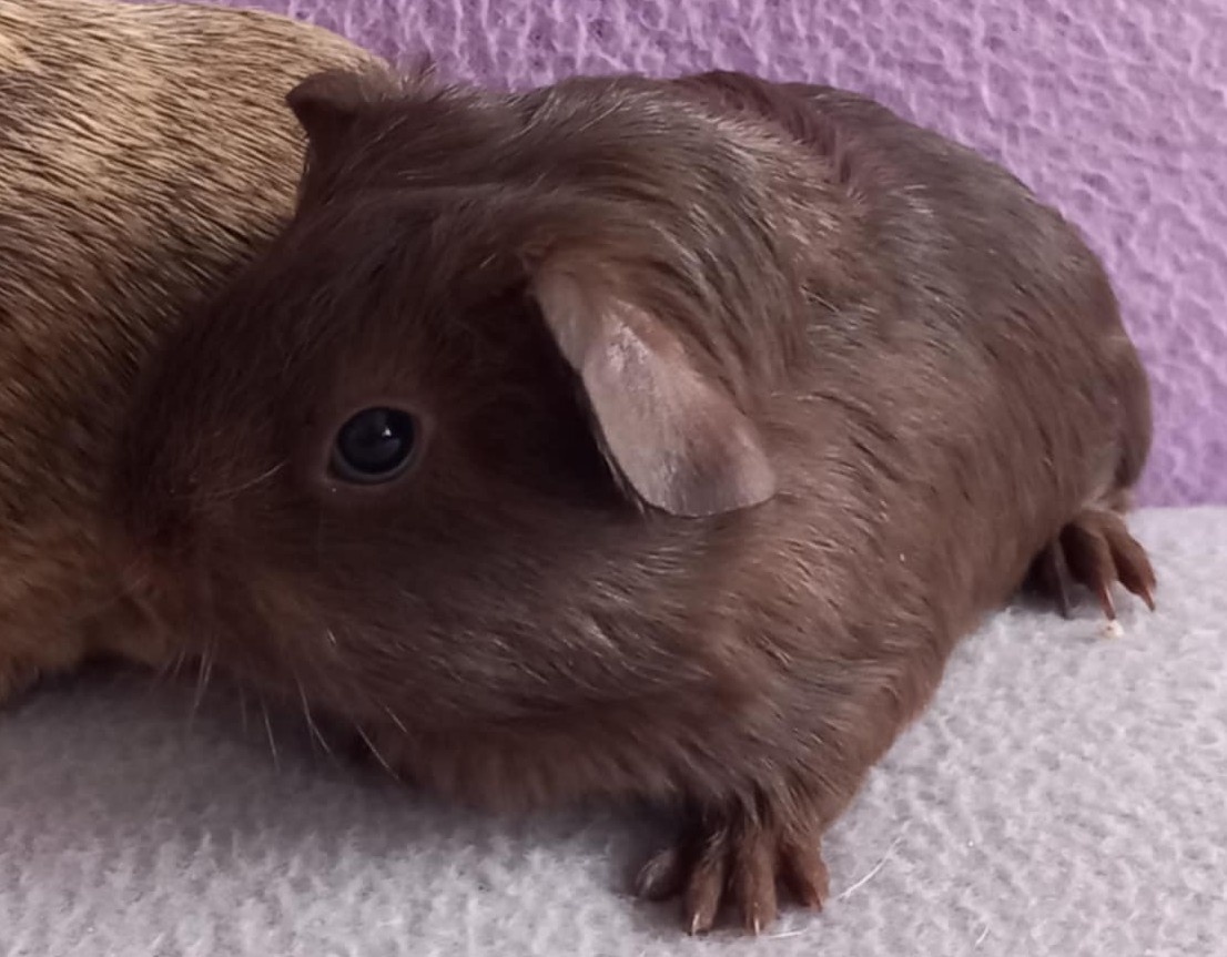 Morče – samec s VP - 2