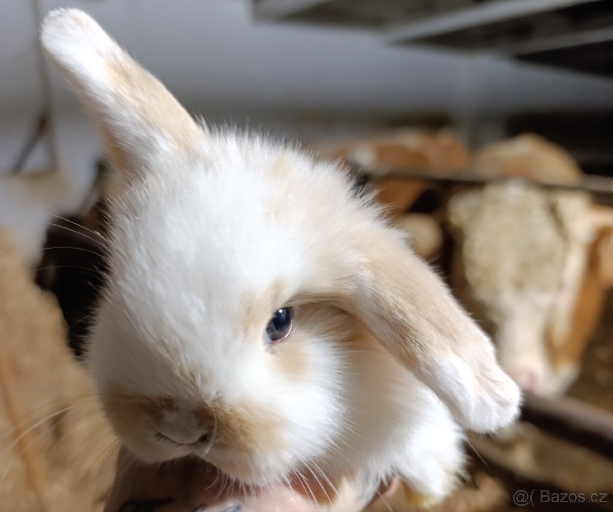 Minilop zakrslý králíček - 2