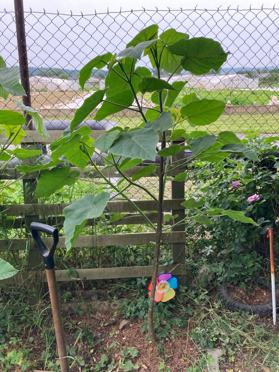 vzrostlý strom Paulownia / Pavlovnie - 2
