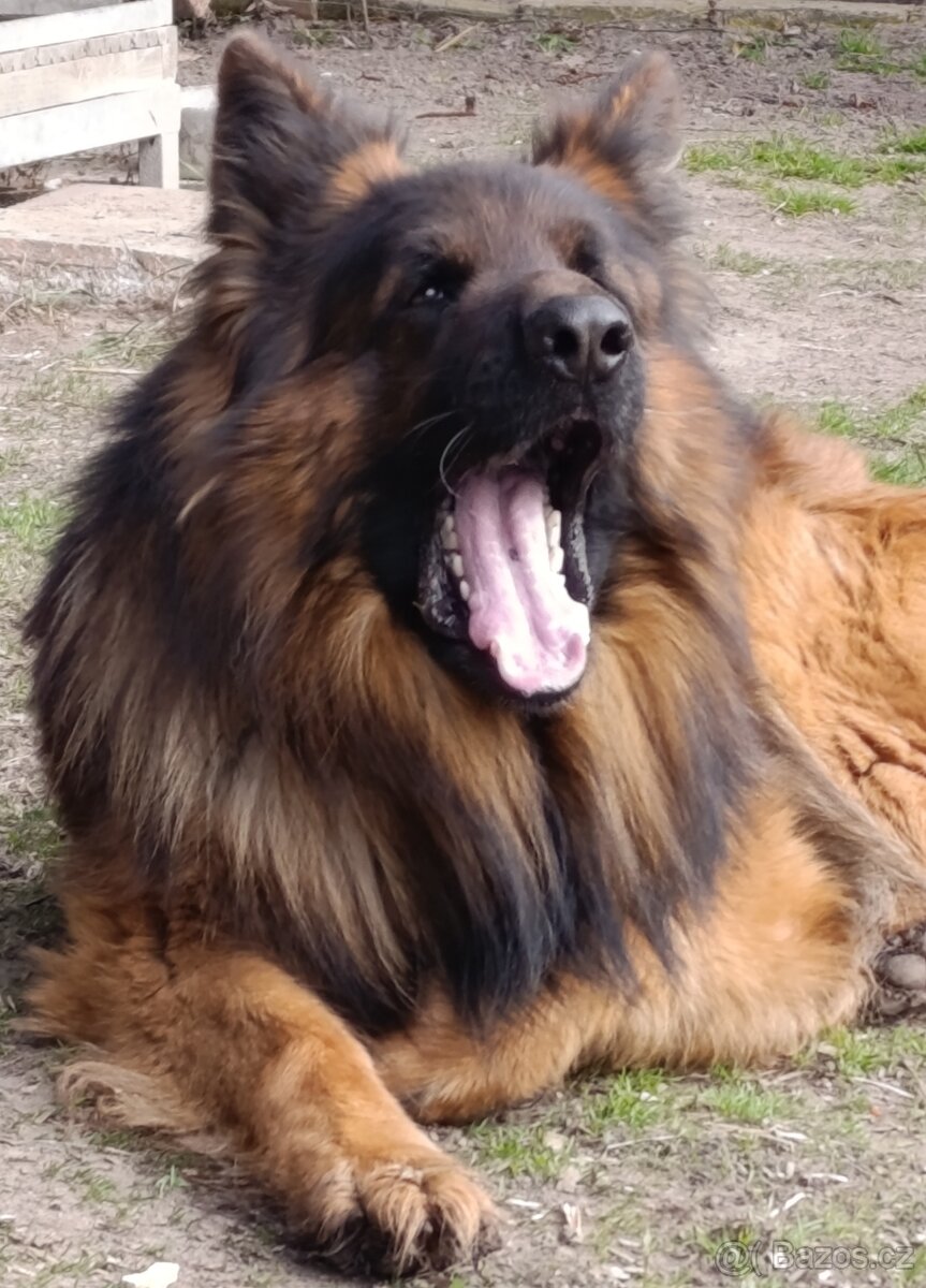 Německý ovčák s PP - 2