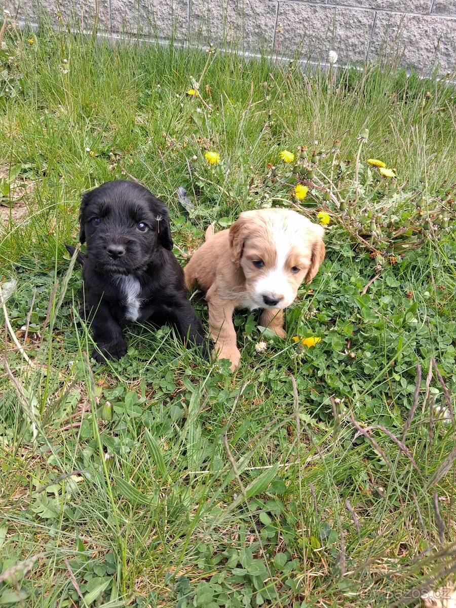 Kokršpaněl bez pp - 2