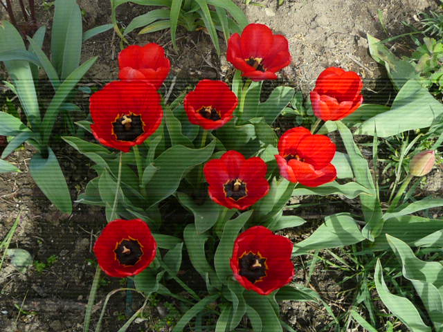 Tulipány - 2