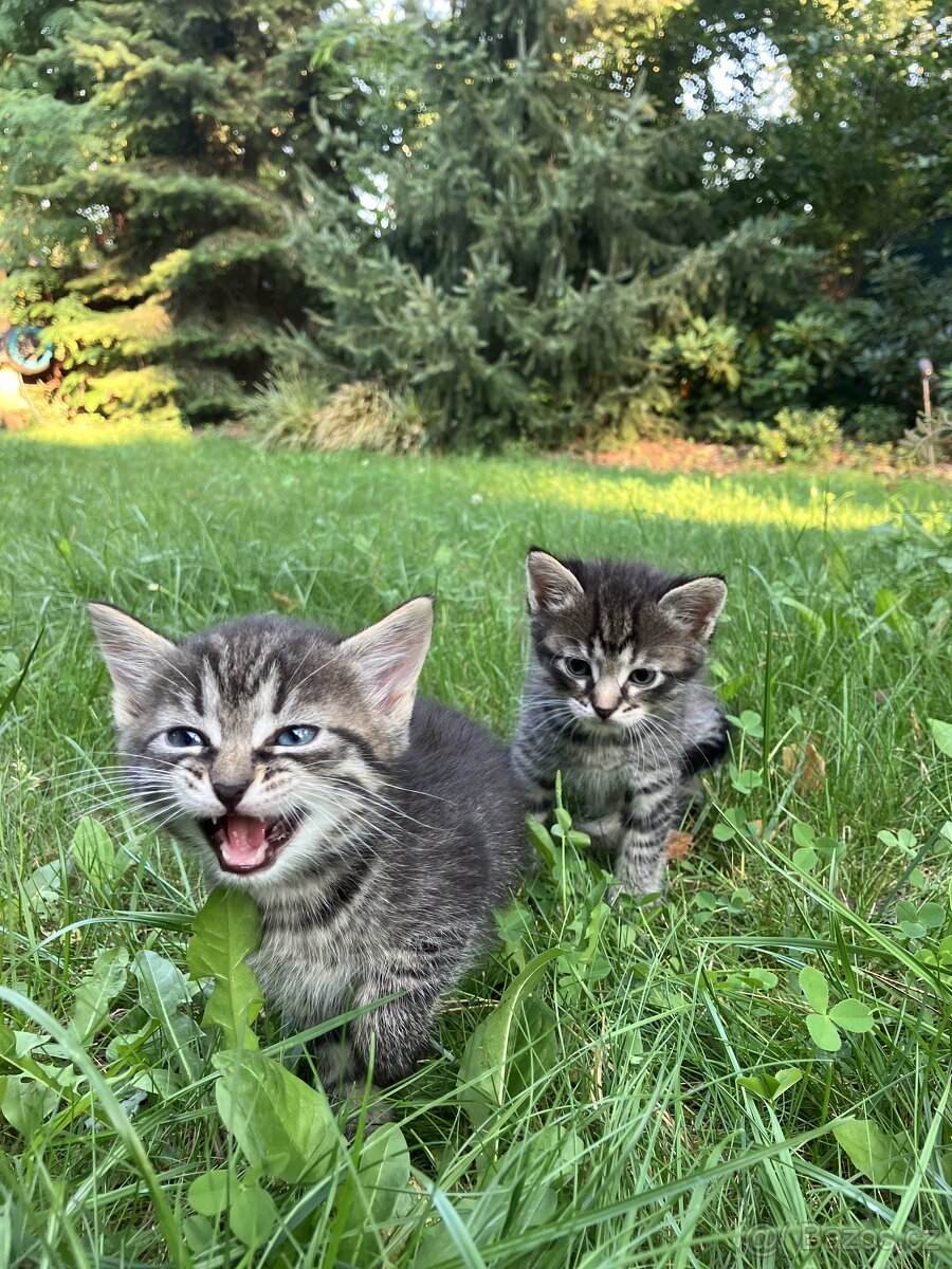 Kotě mainské mývalí - 2