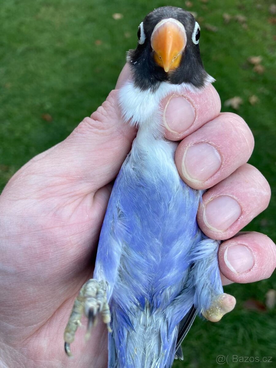 Agapornis škraboškový - hendikep - na ochočení - 2