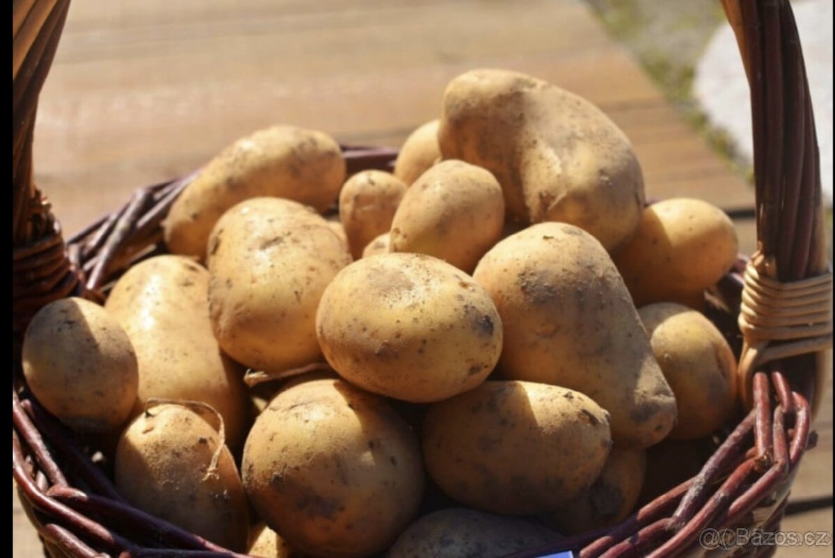 Prodám brambory - 2