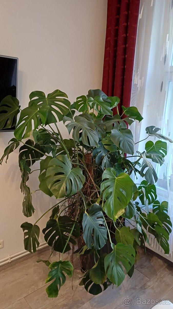 Monstera - 2