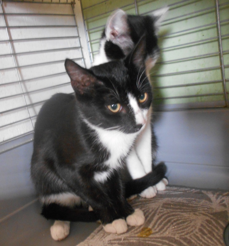 Mazlivý, klidnější 5,5měsíční černobílý kocourek Body - 2