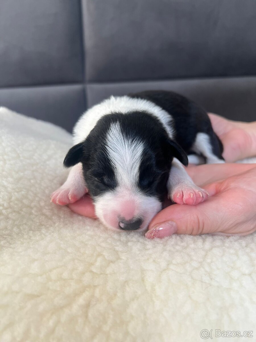 Štěňata Border Kolie s PP - 2