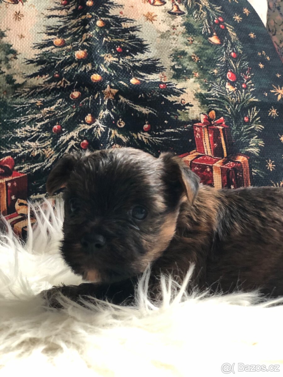 Yorkšírský-jorkšírský-yorkshire teriér - 2