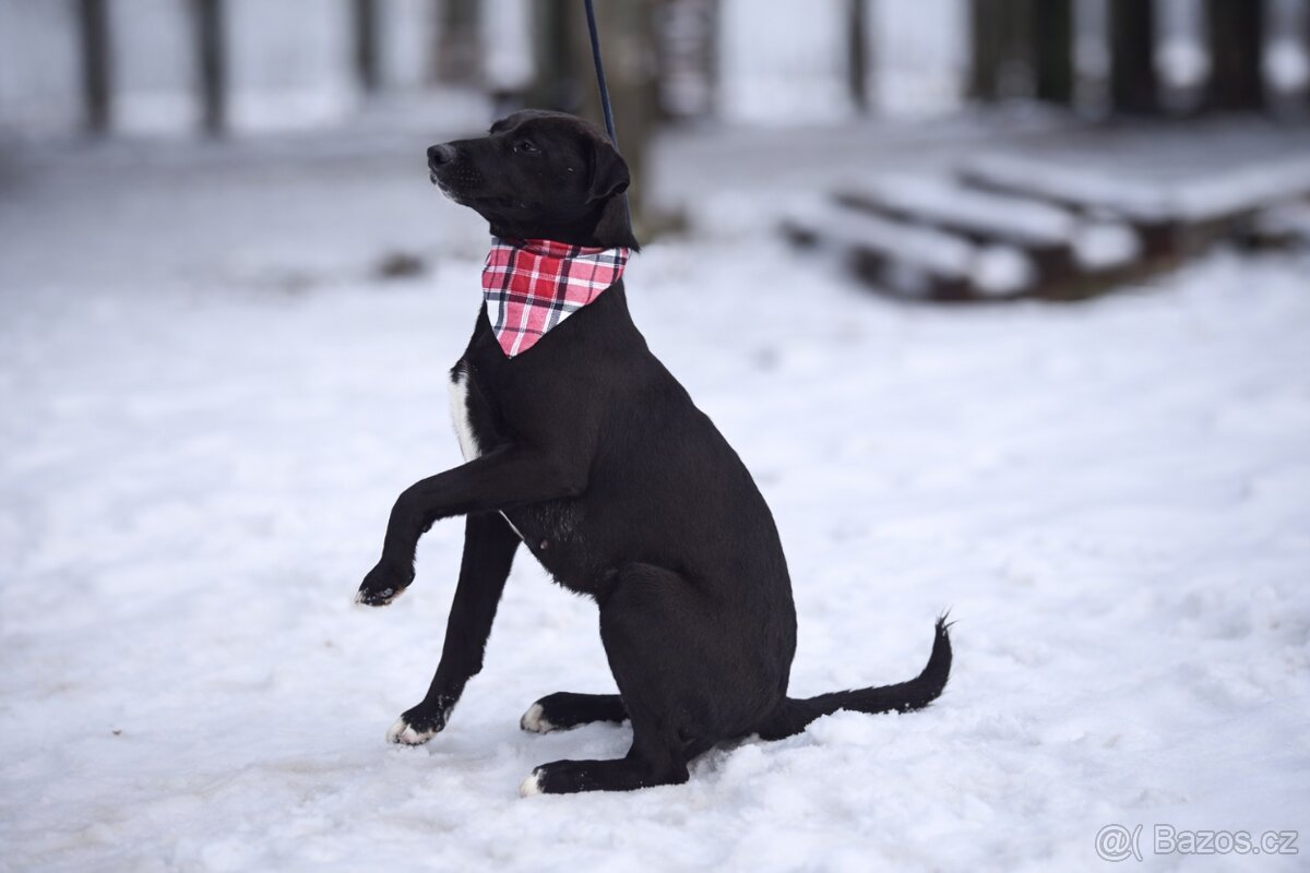 Žanetka hledá domov - 2