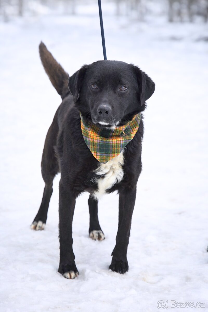 Columbo hledá domov - 2