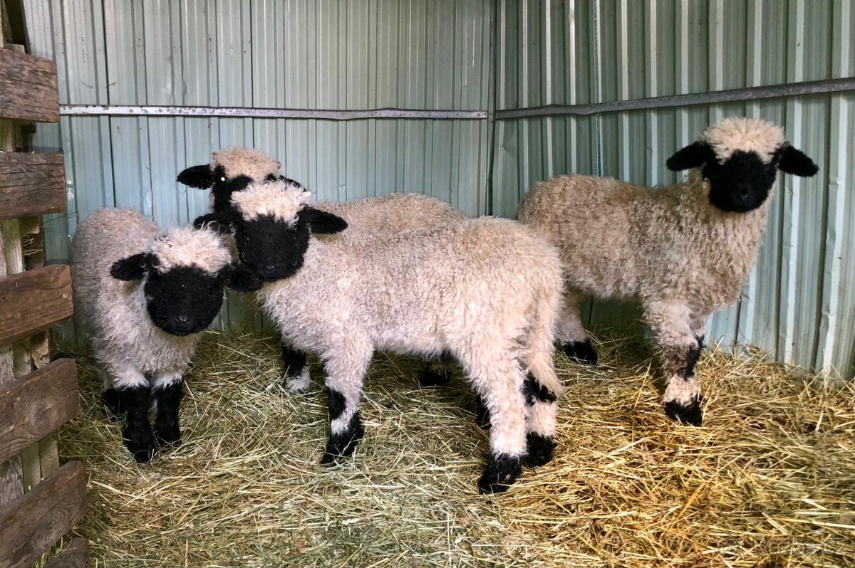 Walliserská černonosá ovce - jehňata - 2