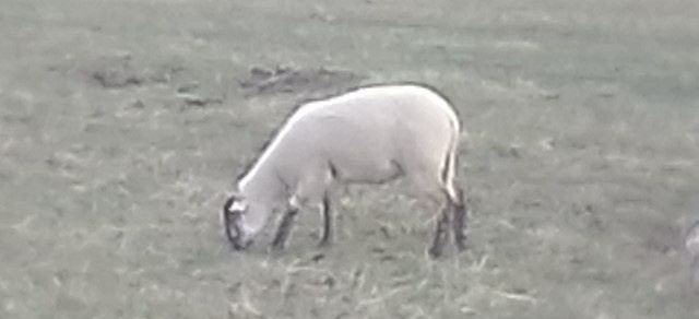 Ovce s mládětem (i samostatně) - 2