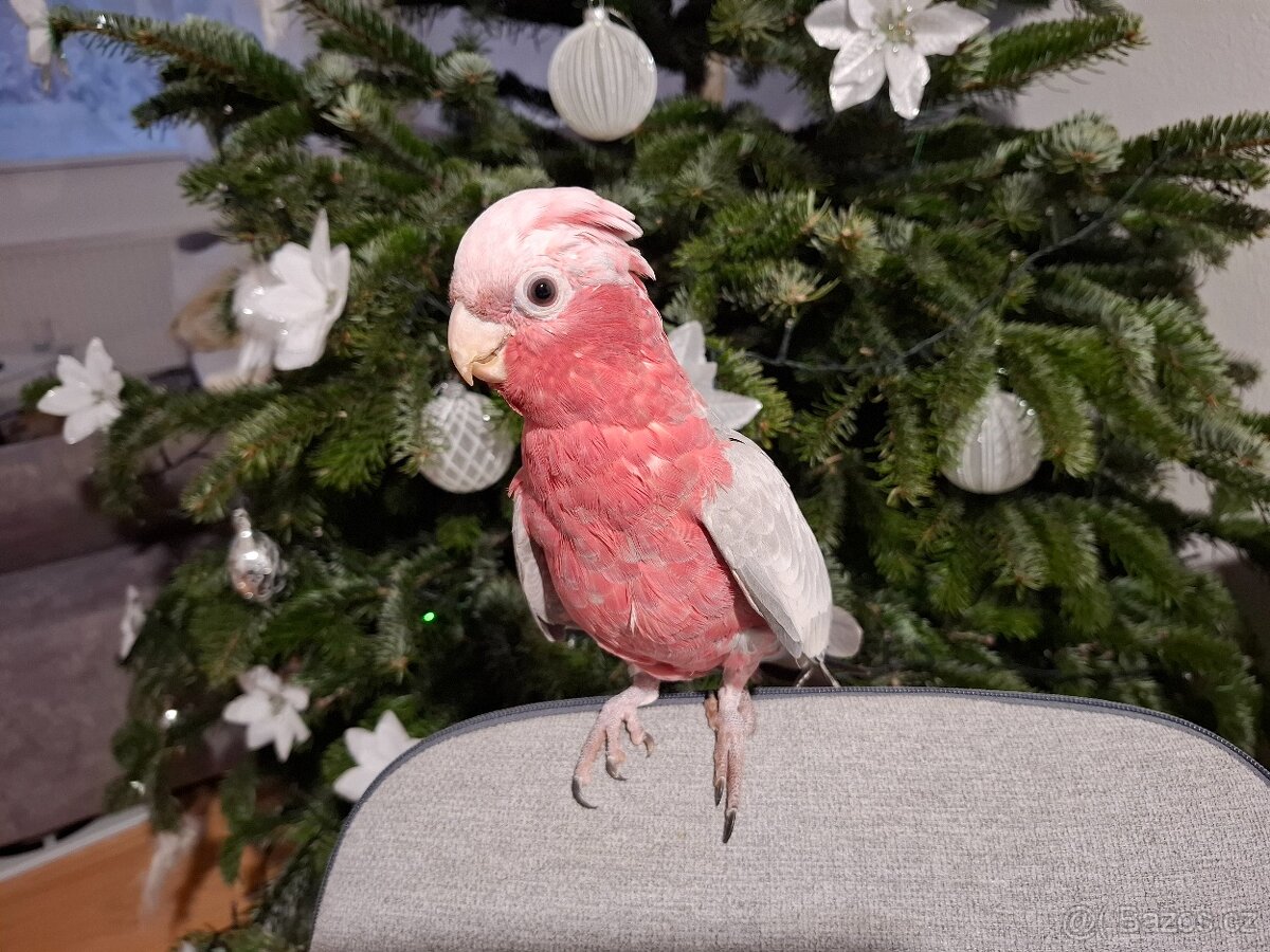 Kakadu růžový - 2