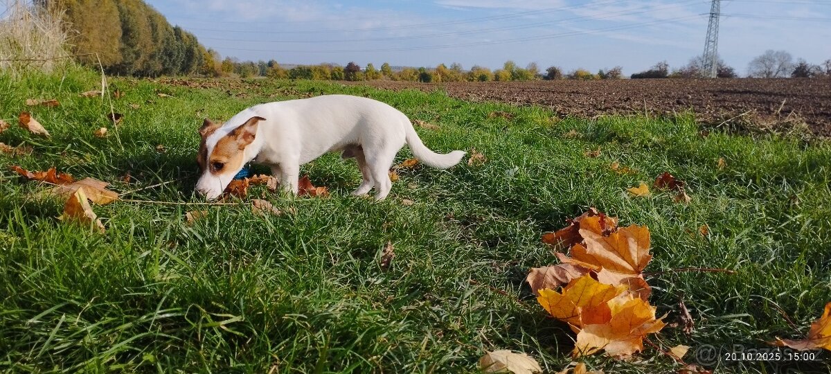 Jack Russell teriér - 2