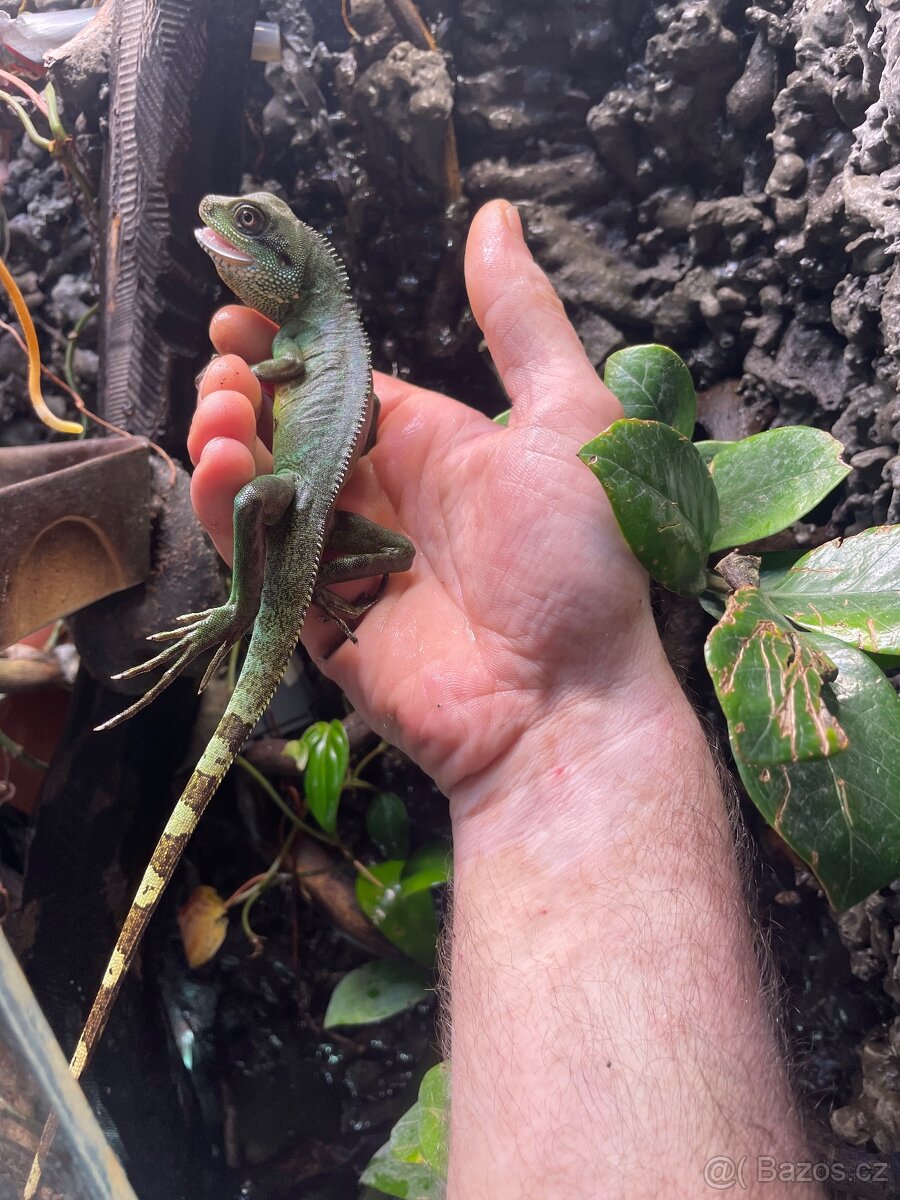 Agama kocincinska samec - 2