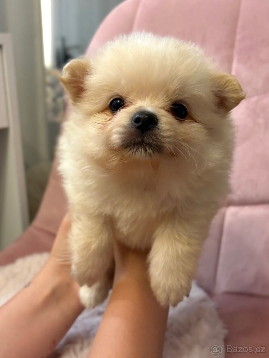 Pomeranian - 2