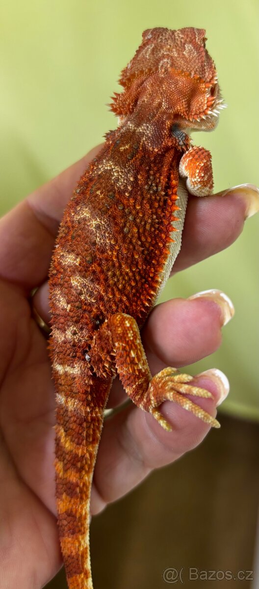 Agama vousata - samička Half Monster - 2