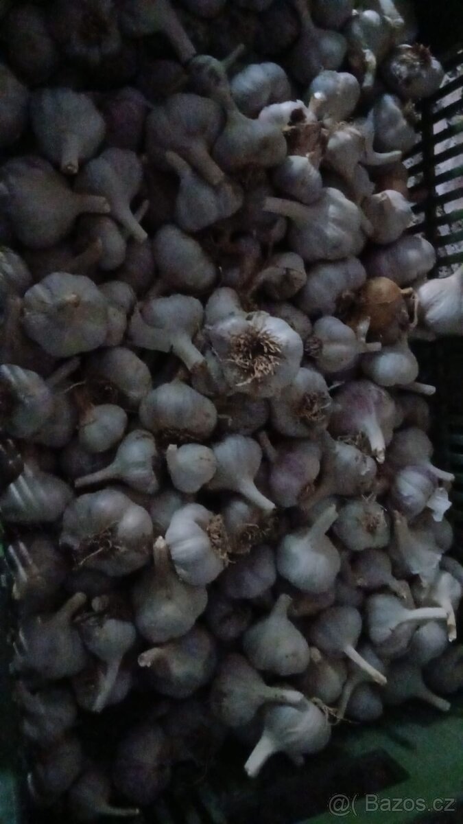 Česnek - 2