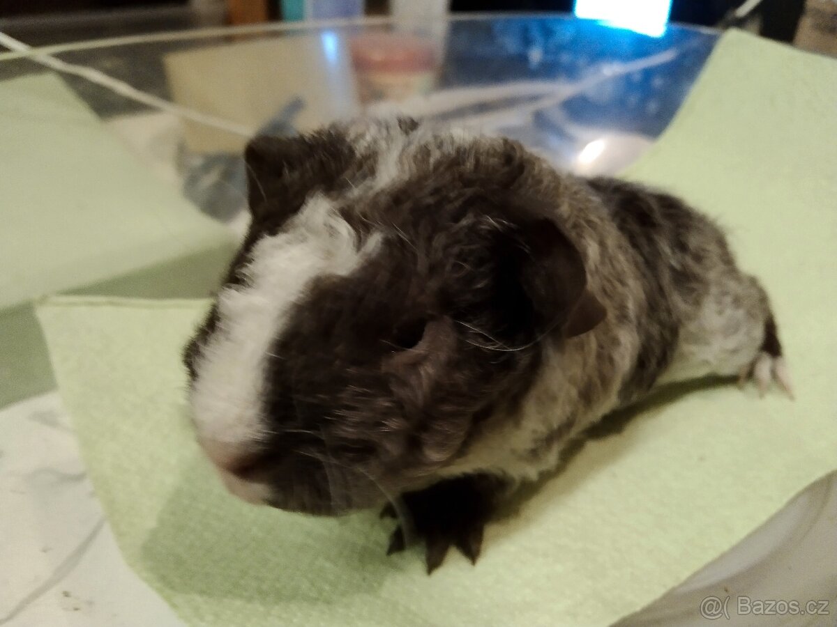 Morče,2 kluci, dalmatin NS - 2