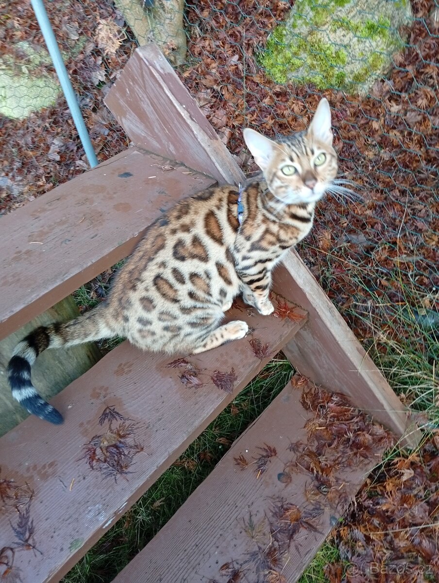 Bengalská kočka - 2