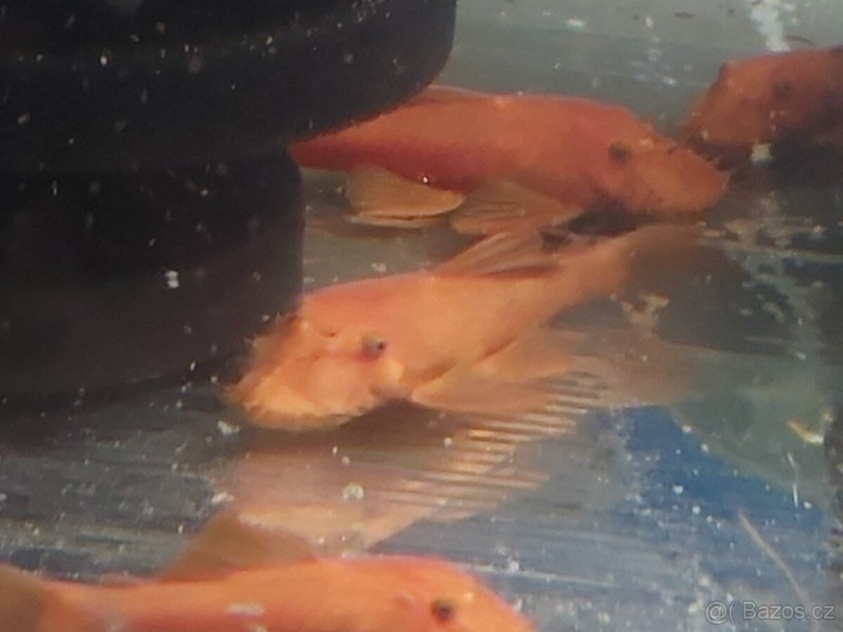 Ancistrus red xl - 2