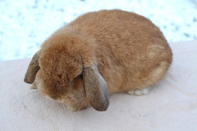 Krásný minilop - 2