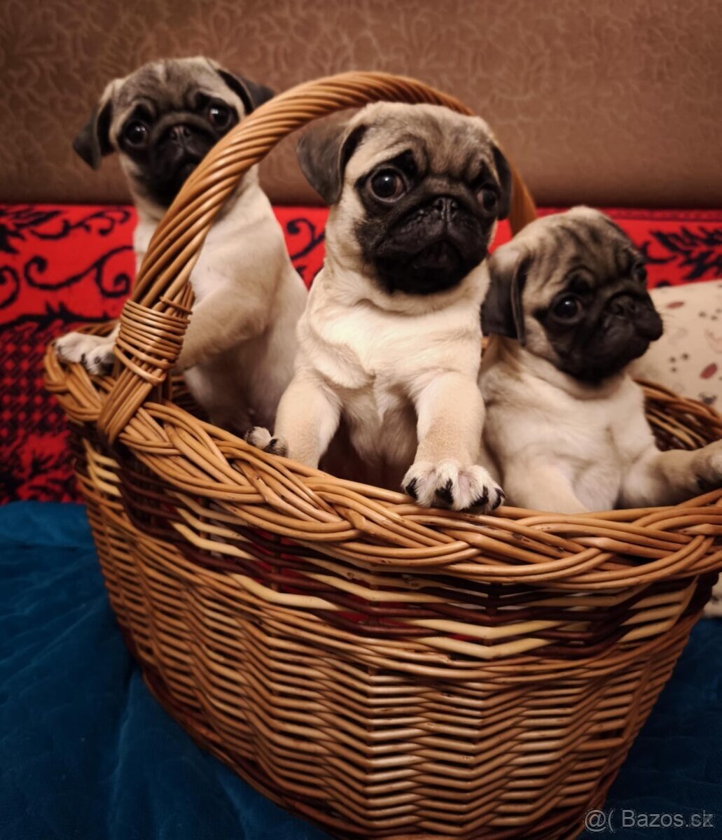 Mops šteniatka s PP - 2