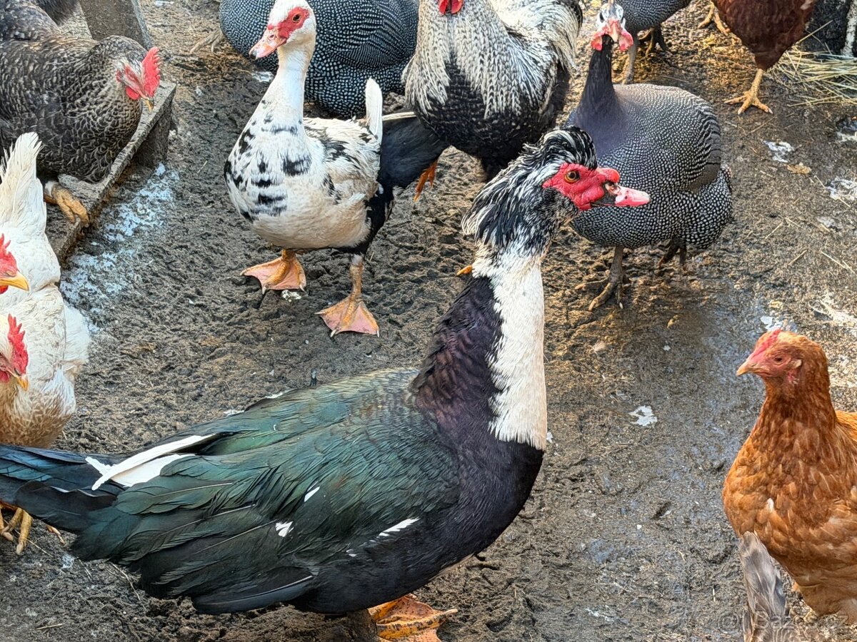 Činské kačeny, kačer - 2