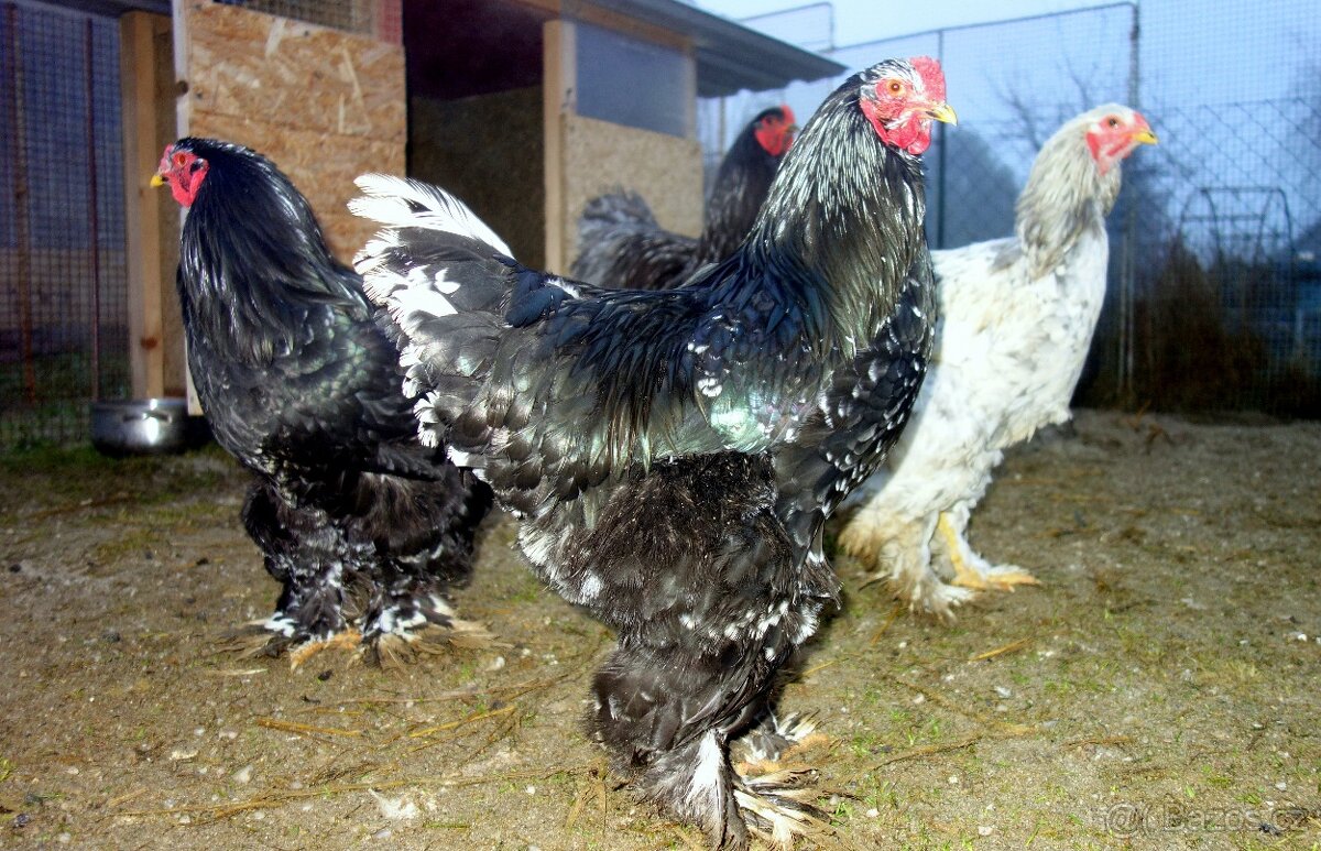 Brahmanka velká - 2