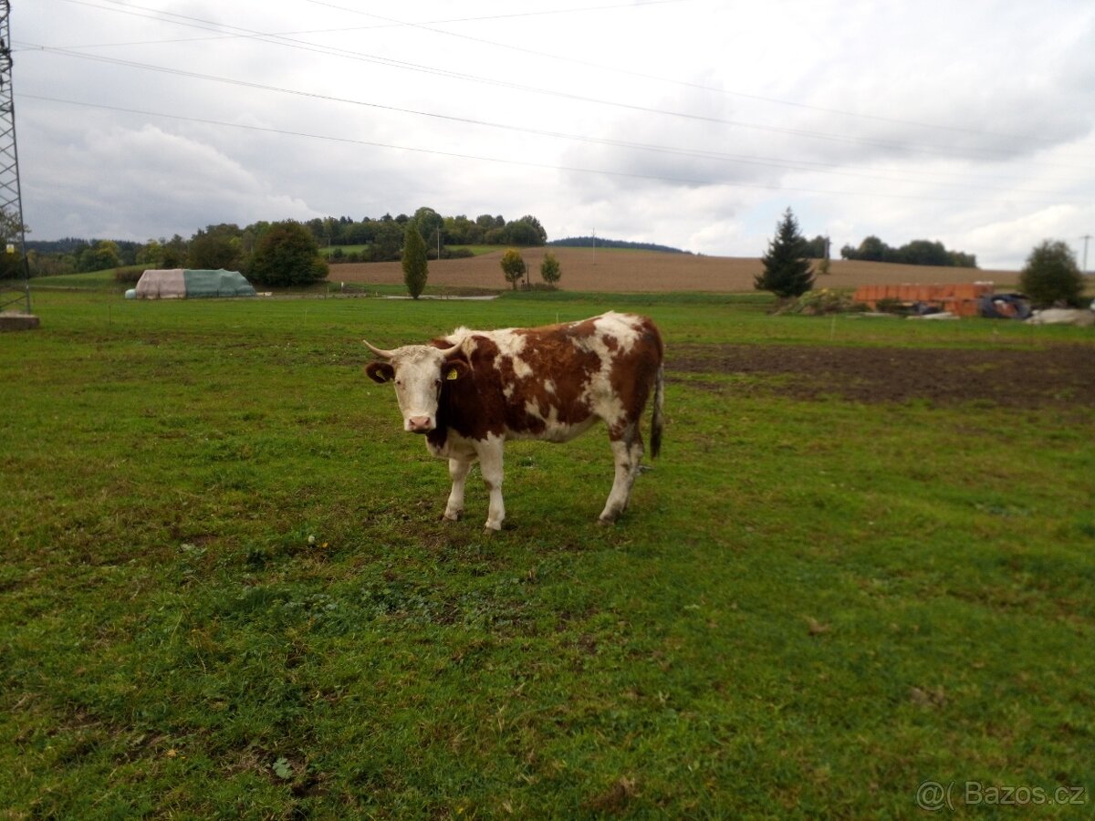 Prodám Jalovici - 2