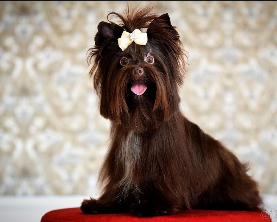 Jorkšírský teriér s PP - YORKSHIRE TERRIER - 2