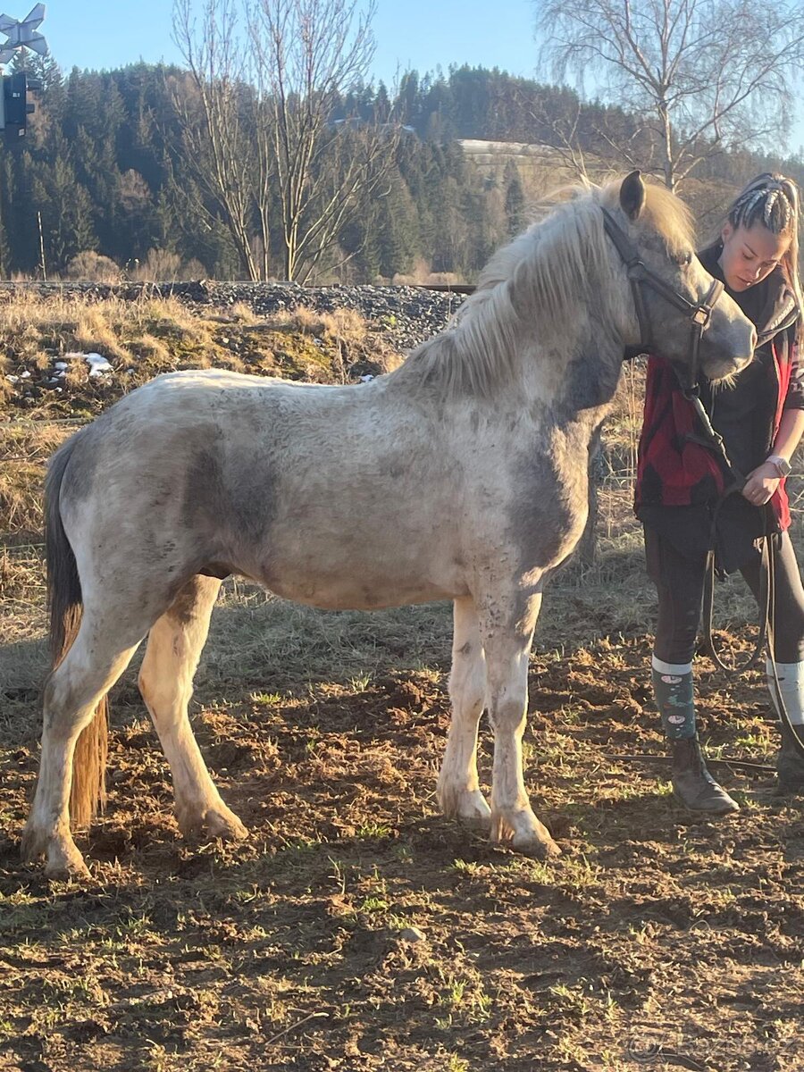 Prodám pony hřebečka - 2