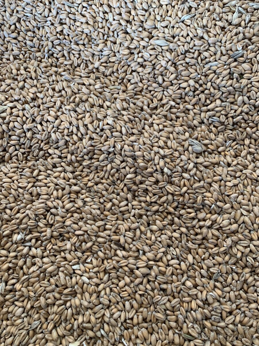 pšenice , ječmen,oves černý,oves nahý . - 2