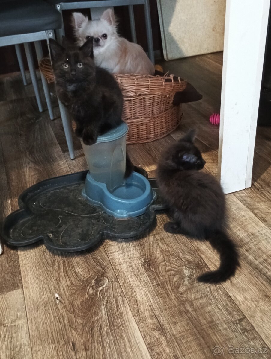 Krásná koťátka - 2