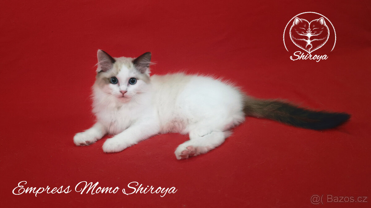 Koťata ragdoll s PP - 2