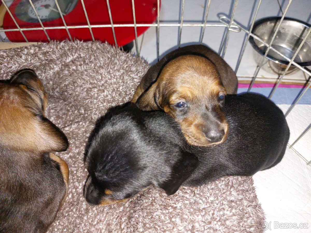 Jezevčík hladkosrstý trpasličí/králičí - 2