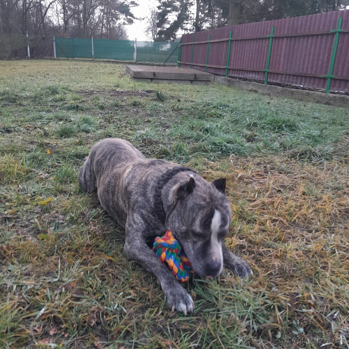 Pes ke krytí americký staford - 2