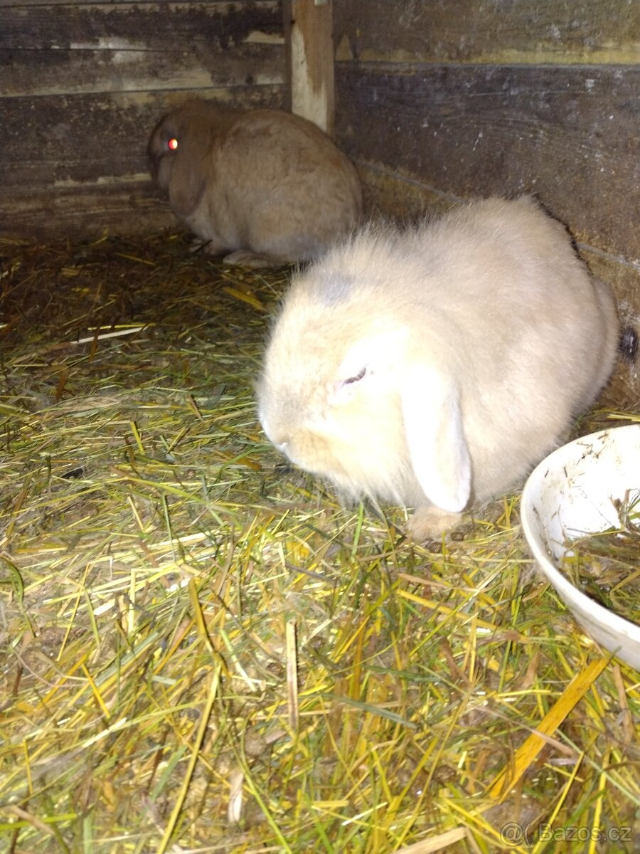 Zakrslý králík - 2