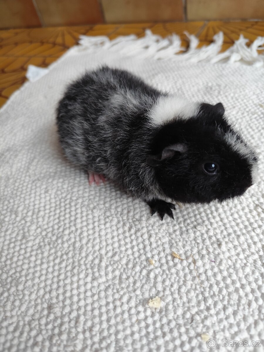 Morče / US Teddy sameček - 2