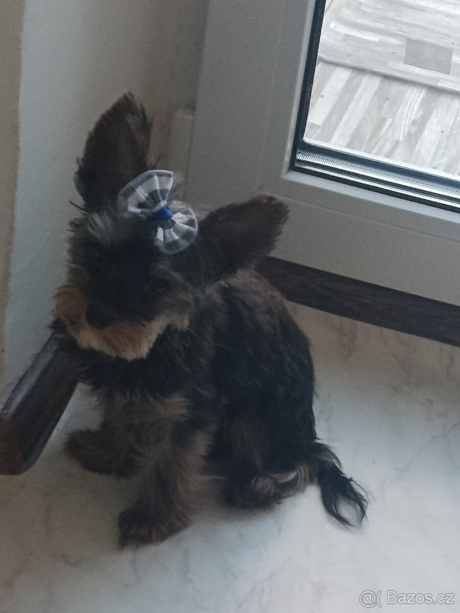 Jorkšírský teriér kluk - 2