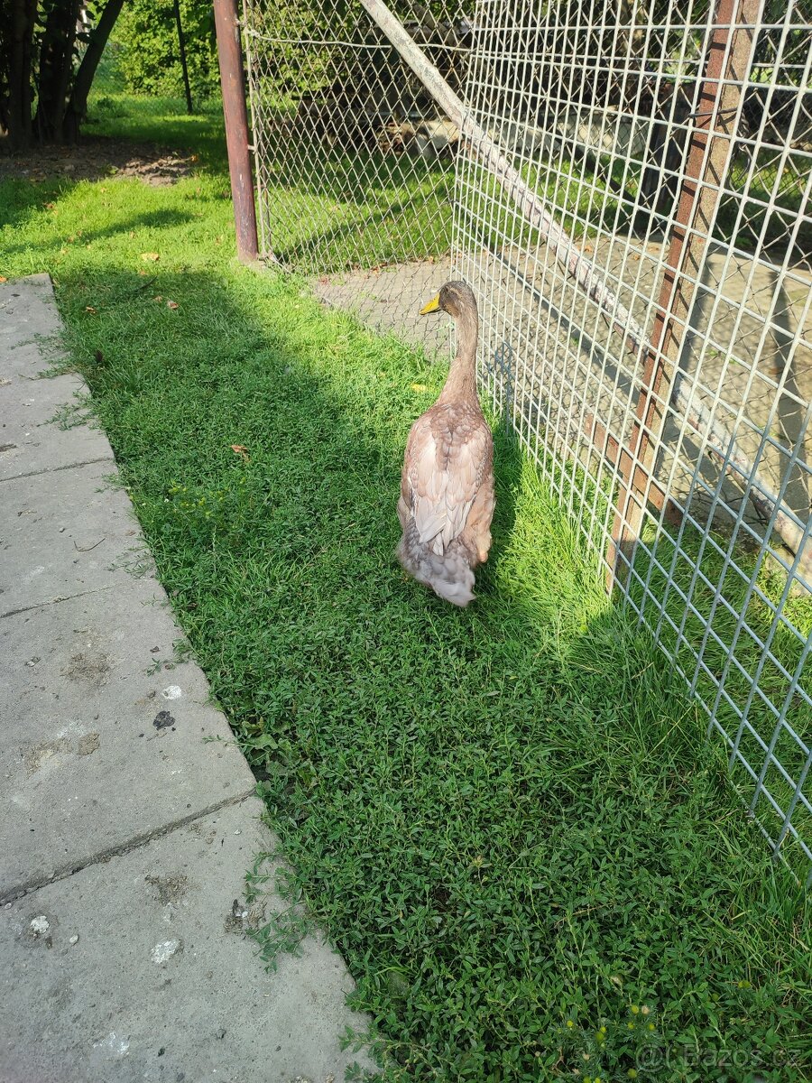 Indický běžec - 2