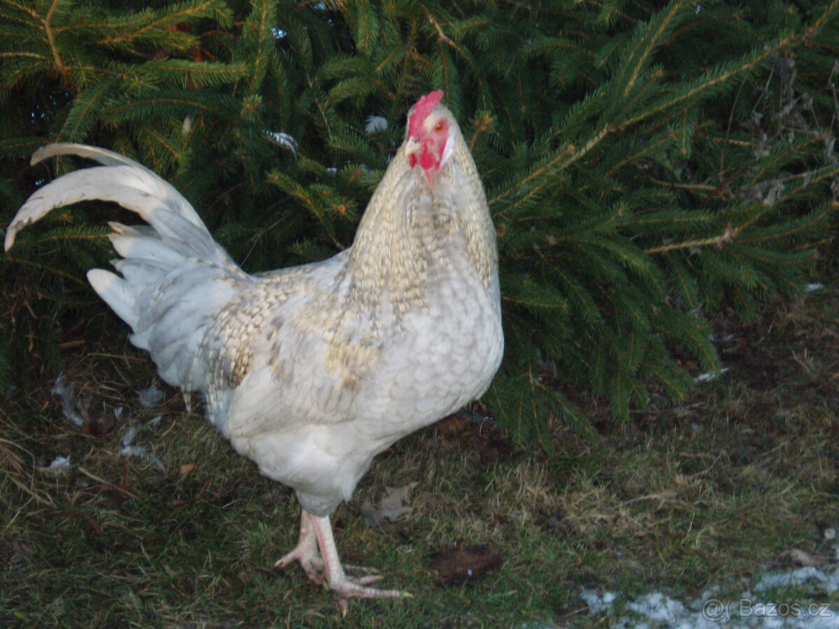 Kohout do chovu k prodeji - 2