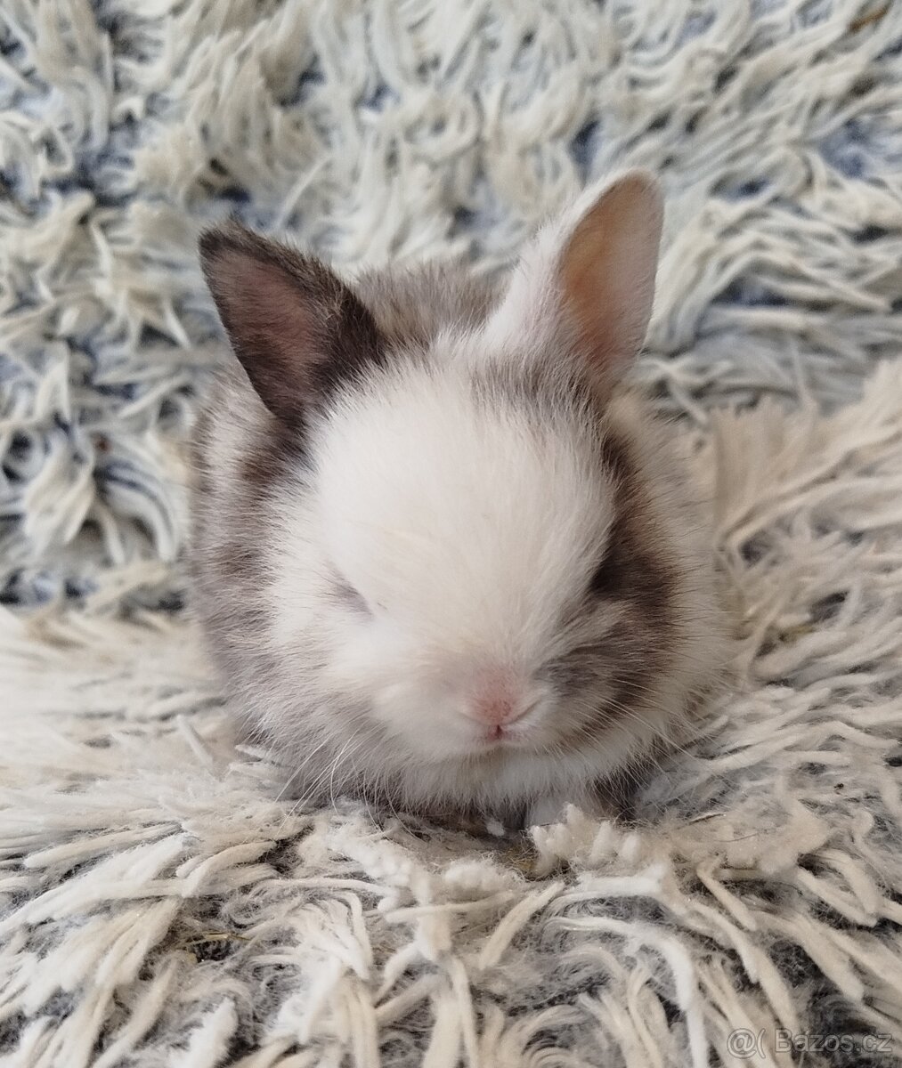 Zakrslý krátkouchý s VP - 2