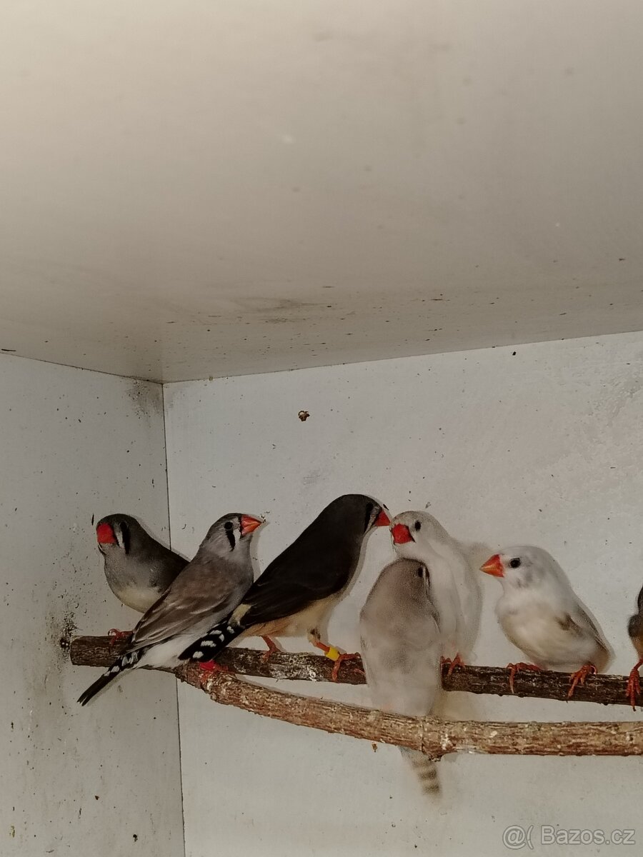 Zebřičky páry - 2