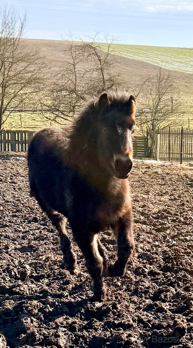 Chladnokrevný hřebeček - 2