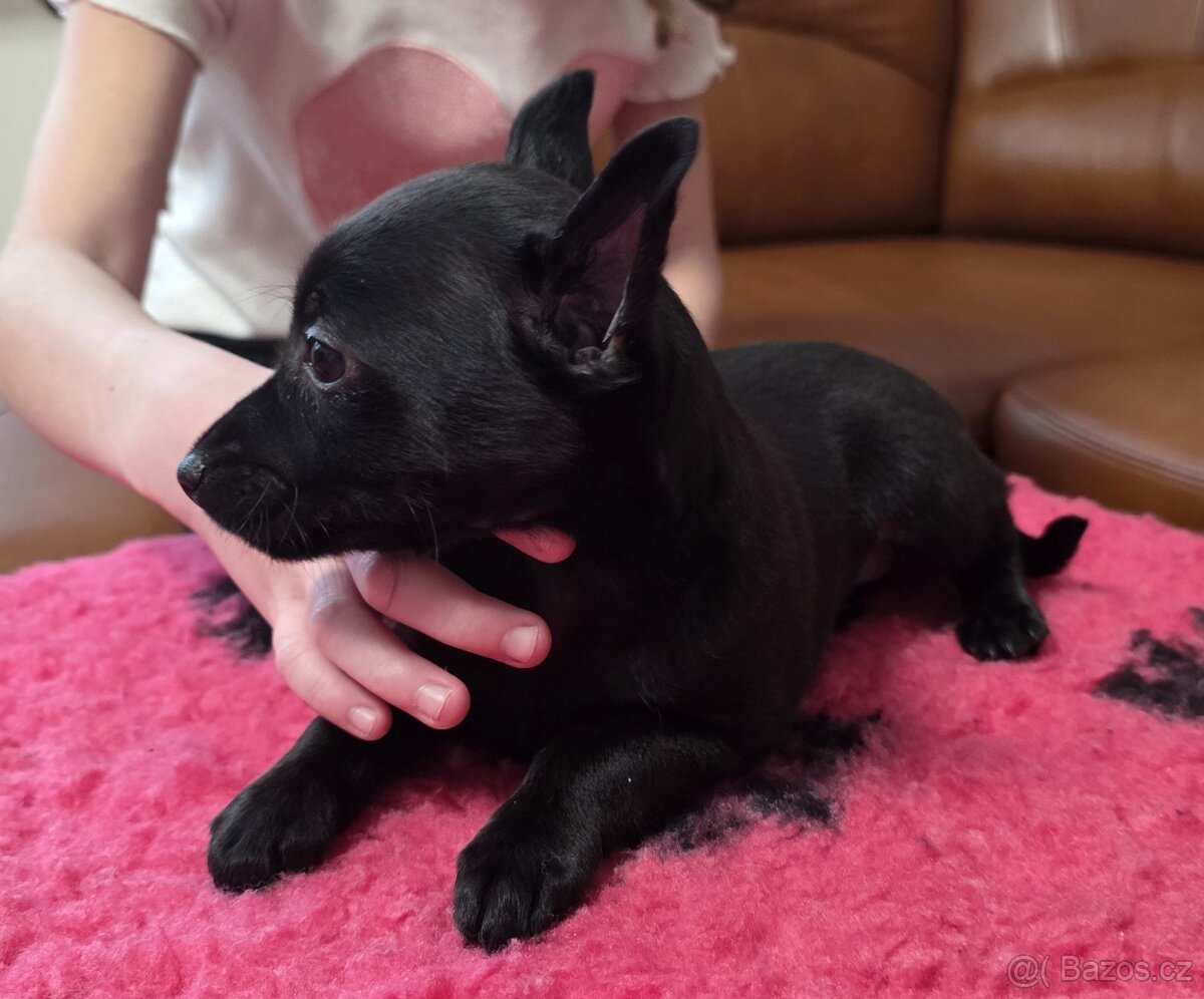 Peruánský a mexický naháč - 2