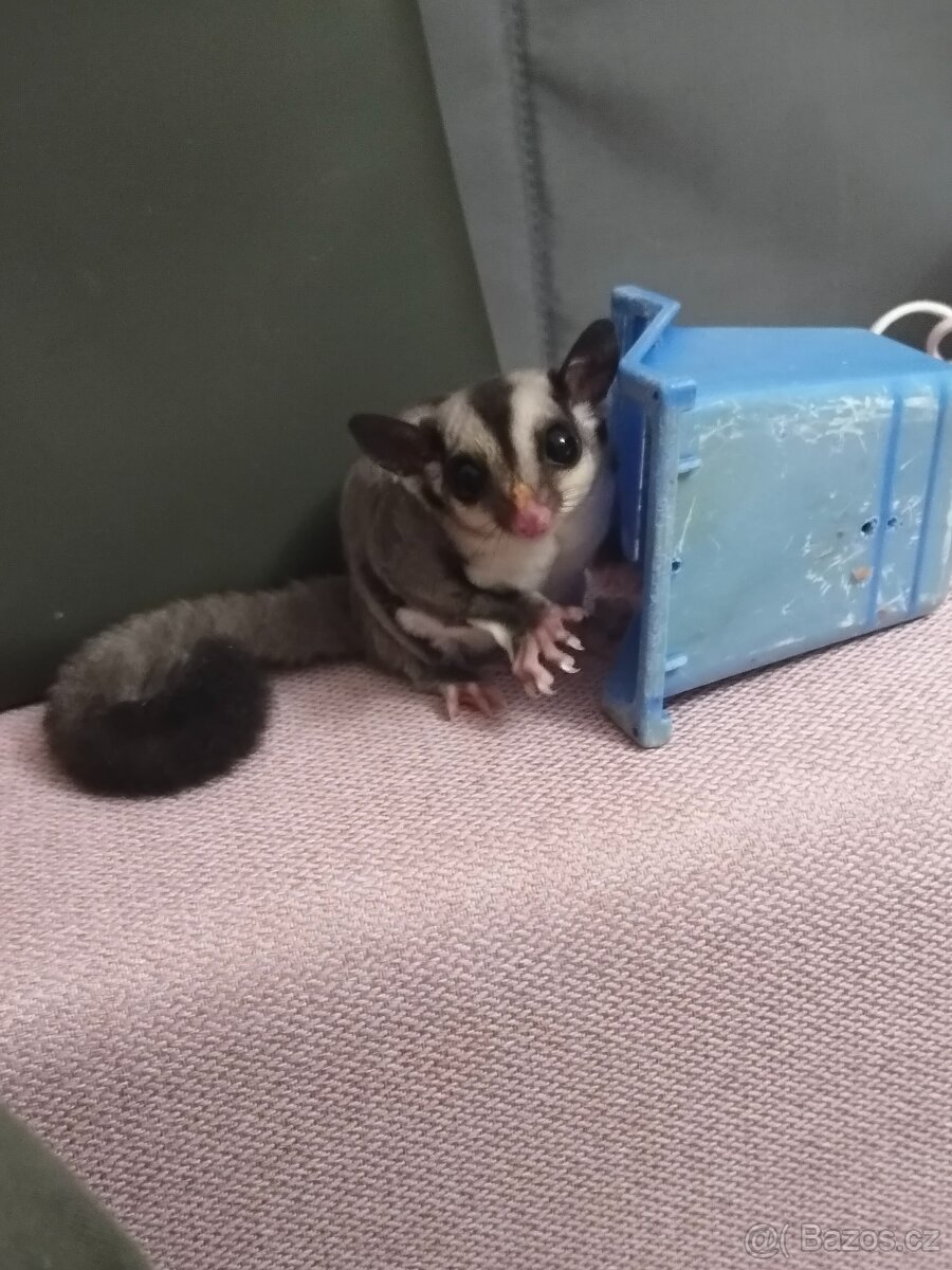 Vakoverka - prodej - 2